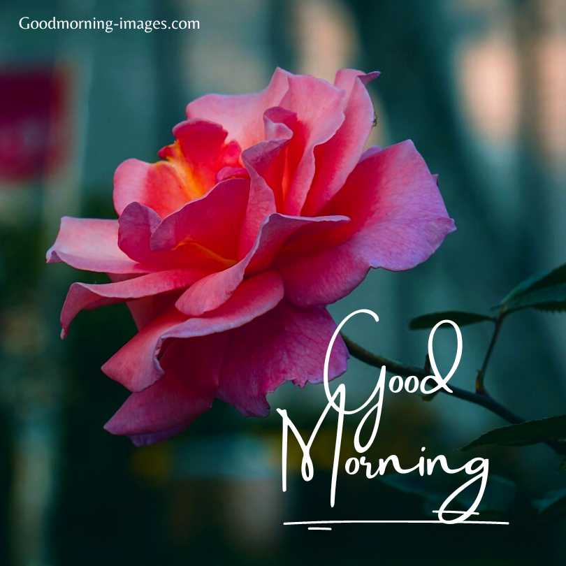 Good Morning HD Rose Images