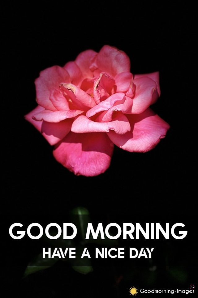 Morning Rose Images
