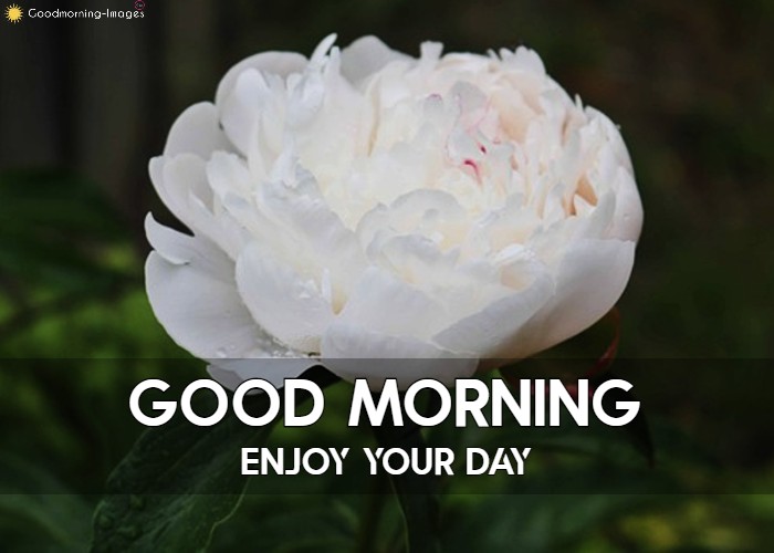 Lovely Good Morning Rose Images