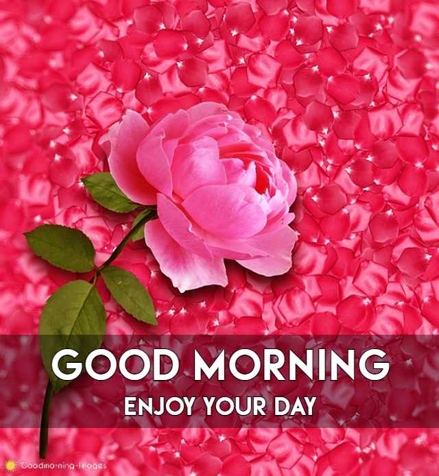 Good Morning Rose Images For BF GF
