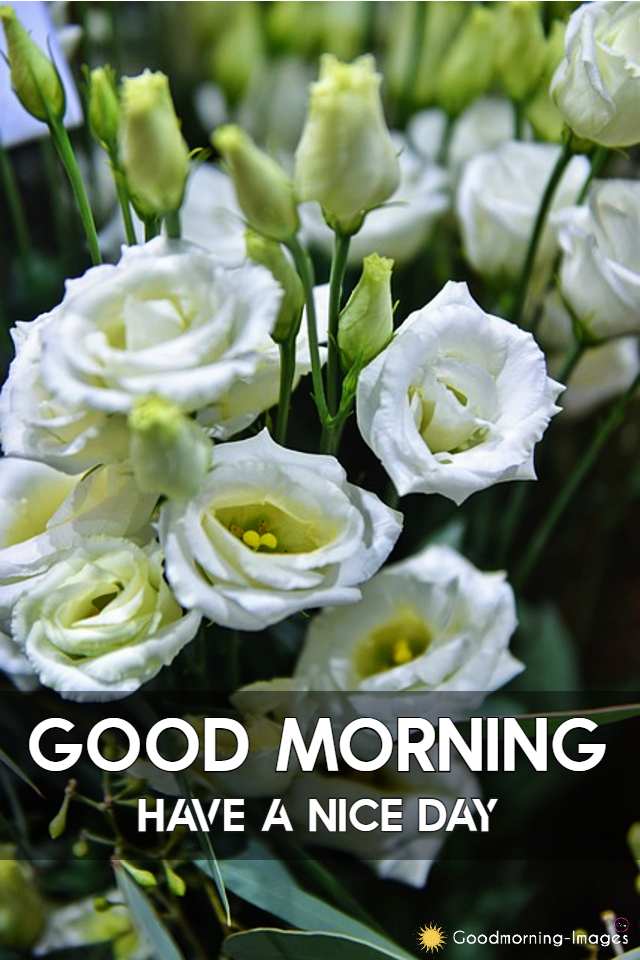 Good Morning Rose Flower Images