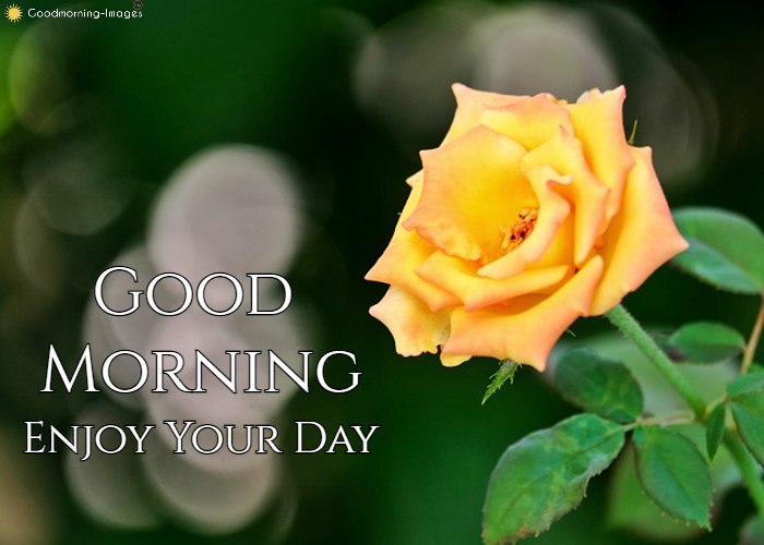 Good Morning Romantic Rose Images