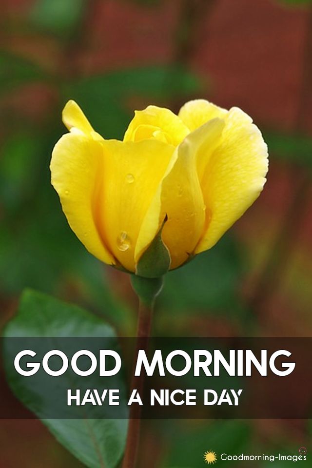 Good Morning With Rose Images