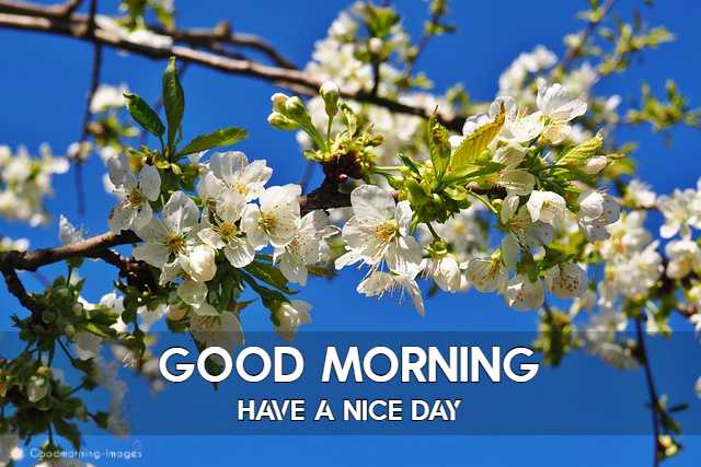 HD Good Morning Pictures