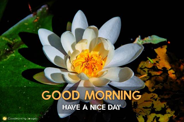 Good Morning Beautiful Pictures