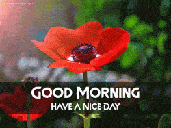 Special Good Morning GIF