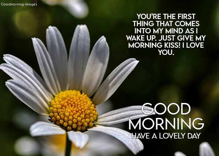 Good Morning Love Messages Images