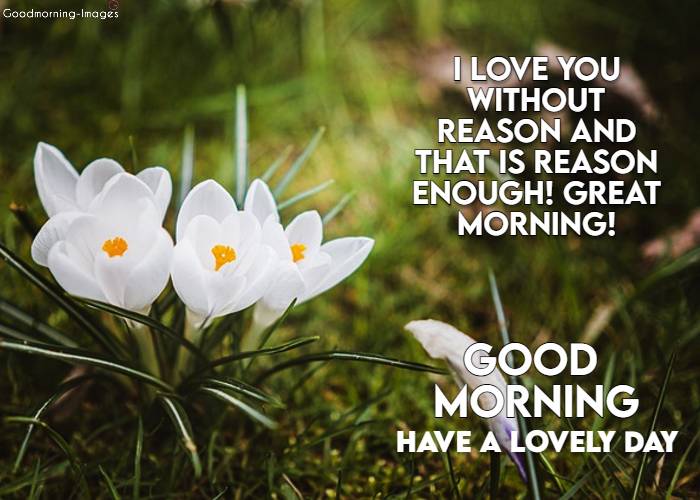 Good Morning Love Messages Pictures