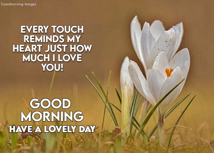 Good Morning Love Messages Pictures