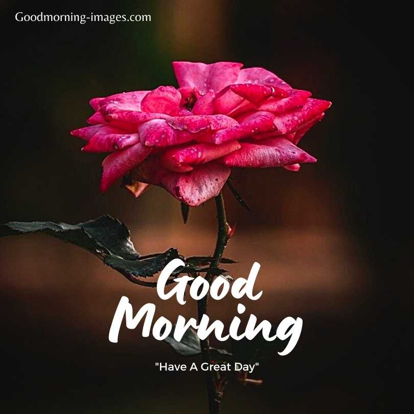 Good Morning Love Rose Images