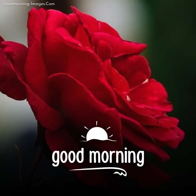 Red Rose-Wishing You a Good Morning
