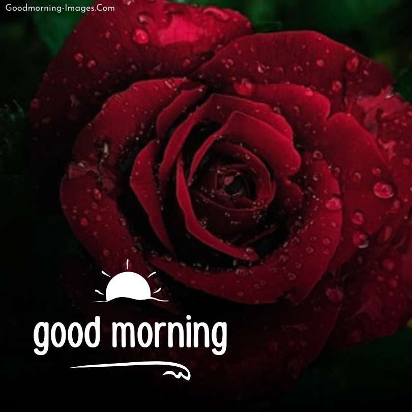 Romantic Red Rose - Greeting Your Morning
