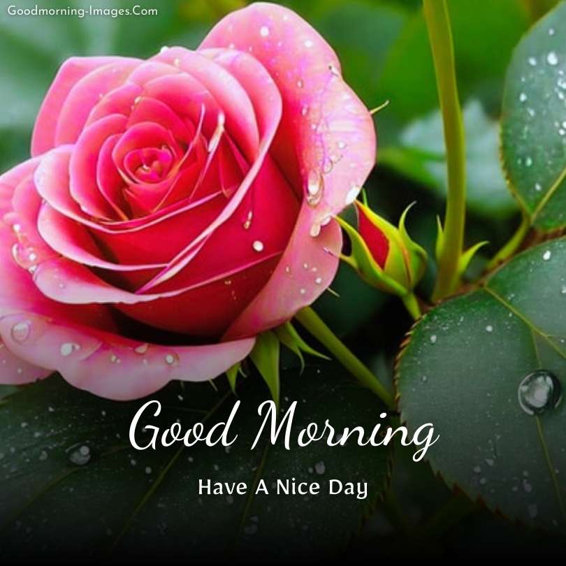 beautiful Good morning roses wishes images