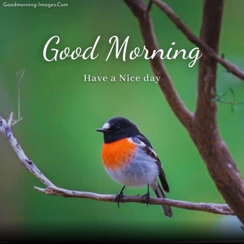 Lovely Nature morning wishes images