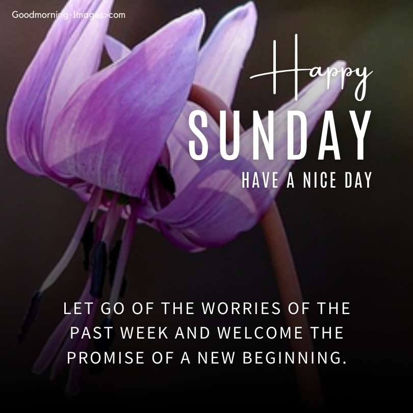 Good Morning Sunday Flower Images