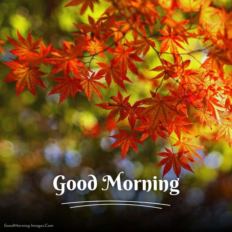 Good Morning Autumn HD Pictures