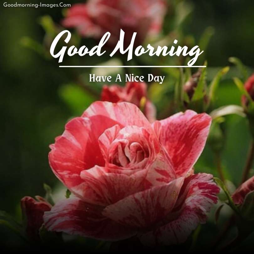 Good Morning HD Rose Pictures