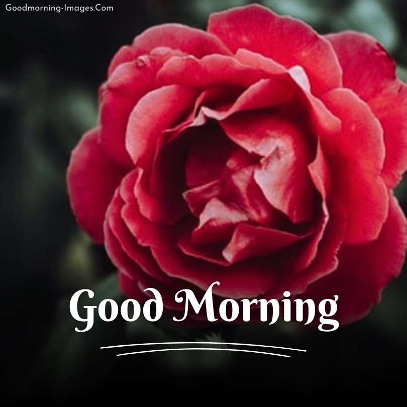 Good Morning Flower HD pictures