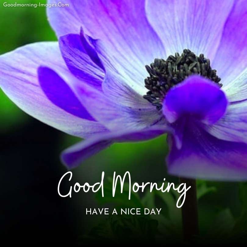 Good Morning Flower HD Images 