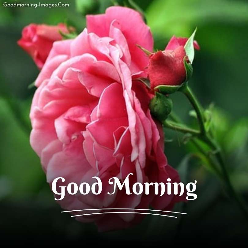 lovely Good Morning Flower HD Images 