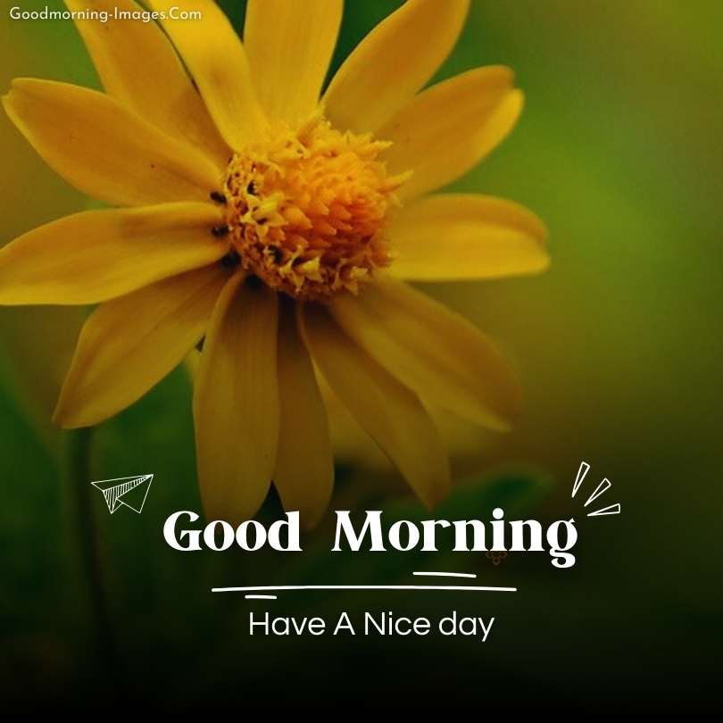 Good Morning sunflower HD Images 