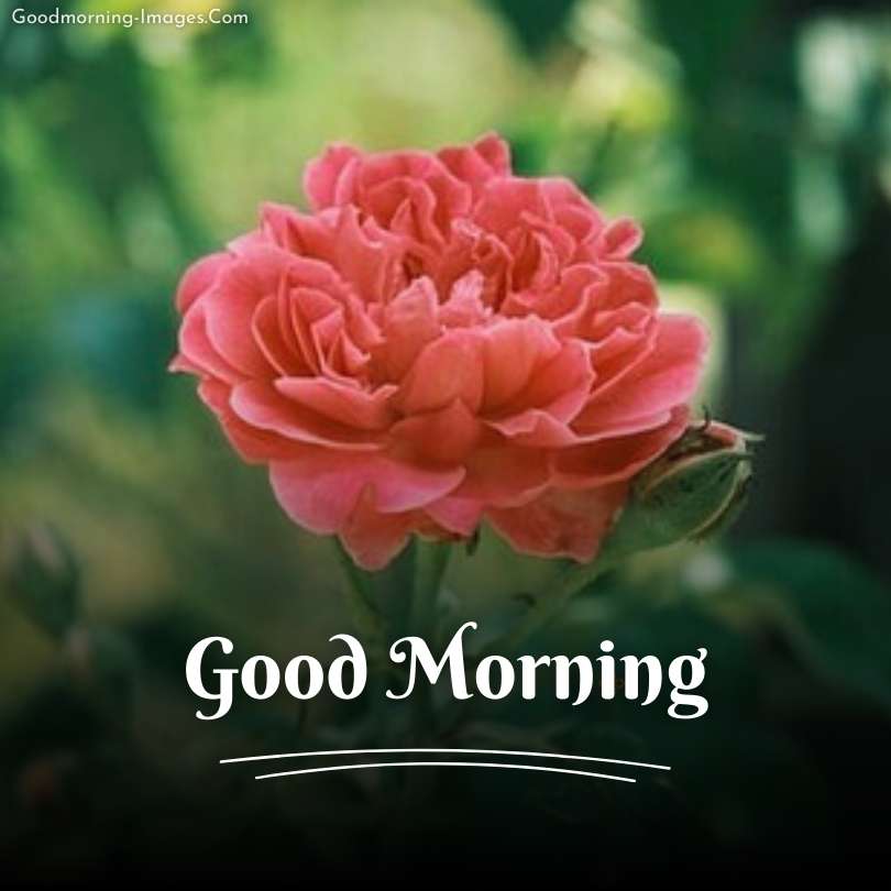 Good Morning Rose HD Images 