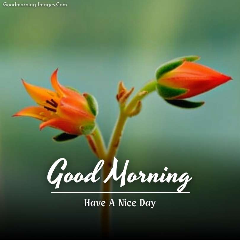 Good Morning lovely Flower HD Images 
