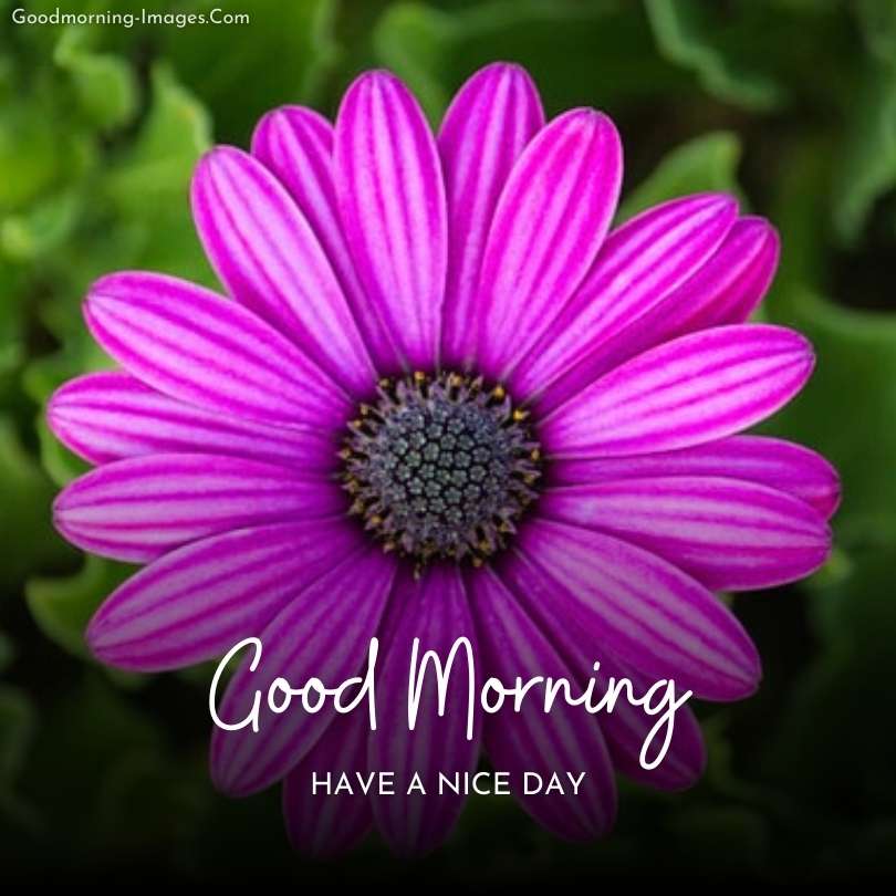 beautiful Good Morning Flower HD Images 