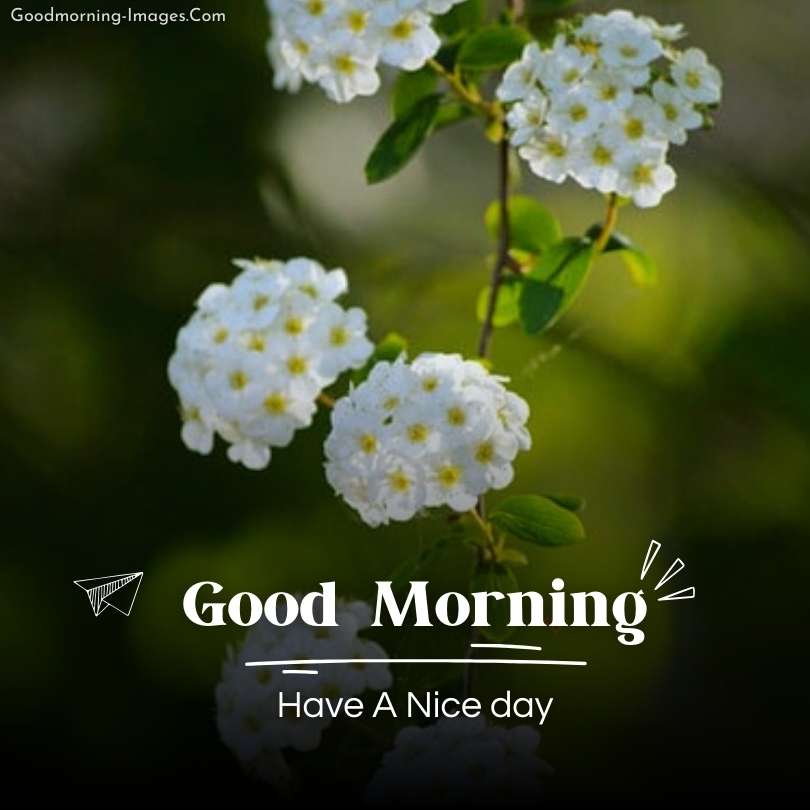 Good Morning HD Flower Photos