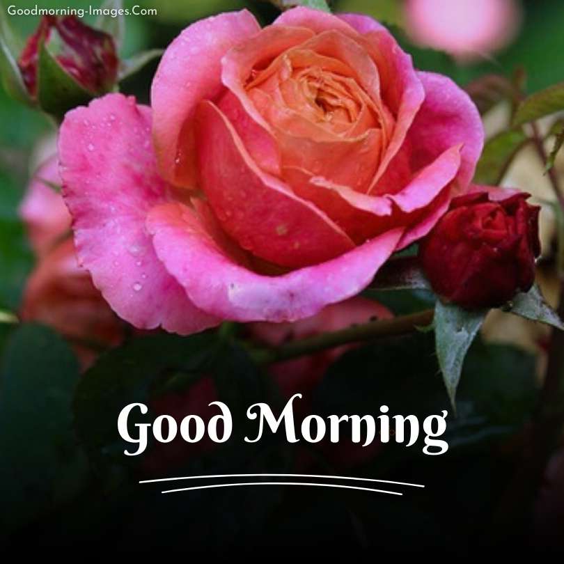 Good Morning HD Flower Images