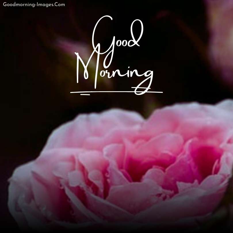 Lovely Morning Rose Images