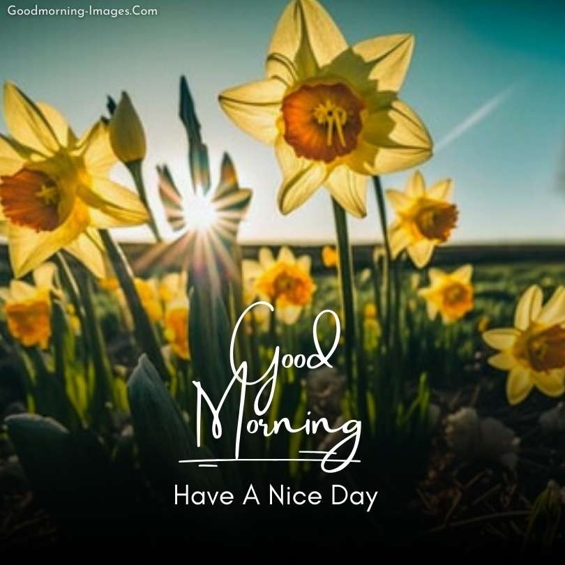 Beautiful sunflower morning Images
