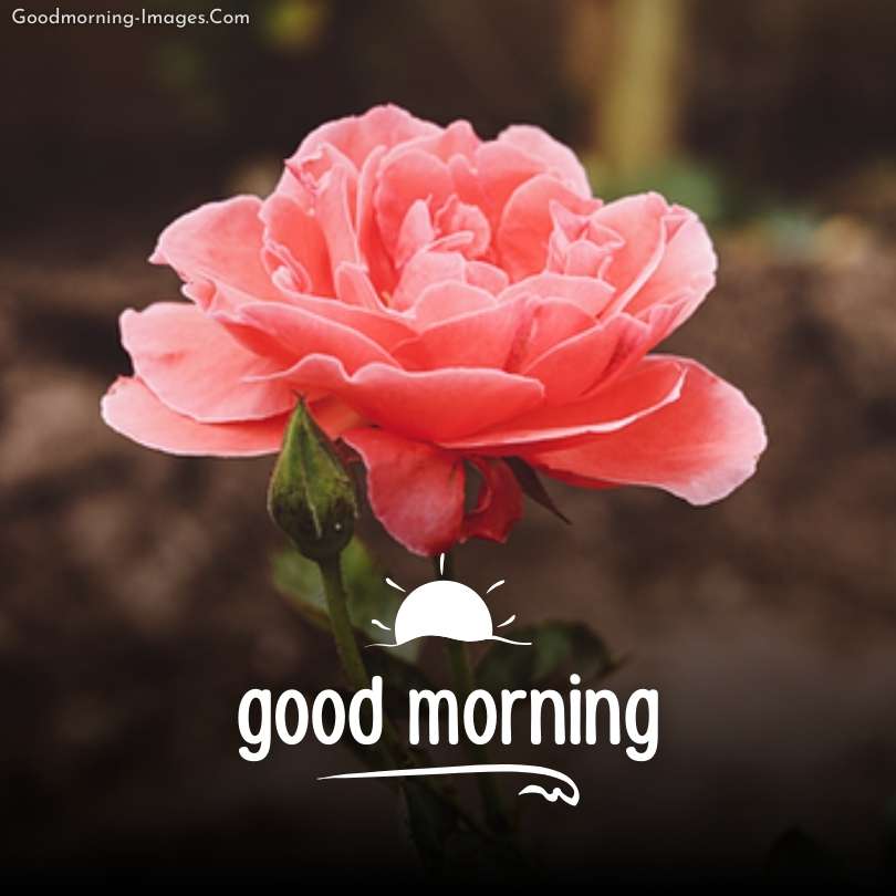 Romantic Red Love Rose - Greeting Your Morning
