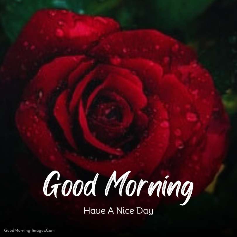 Good Morning Rose Images
