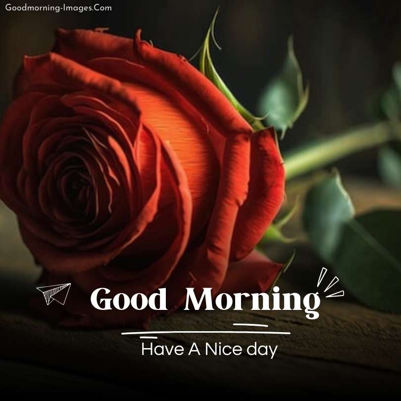 Good Morning Red Rose HD Images 