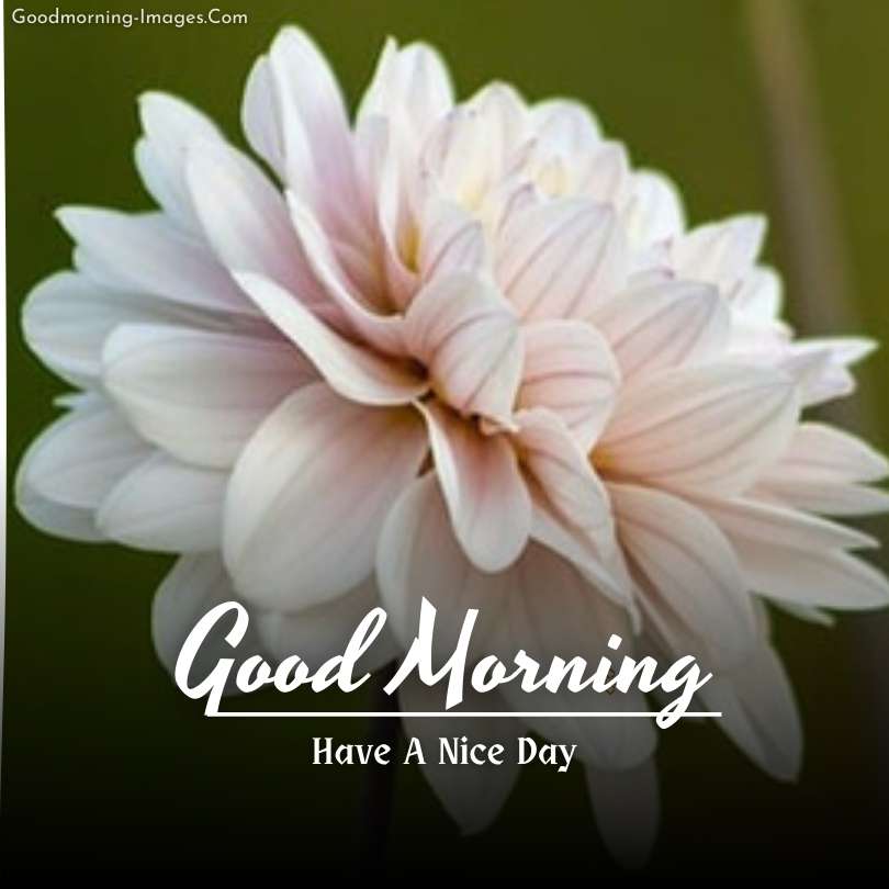 Good Morning Flowers HD Images Download