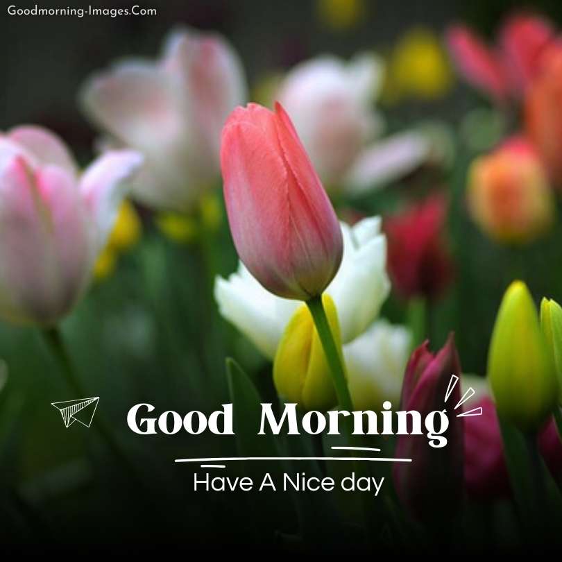 Good Morning tulip Flower Images
