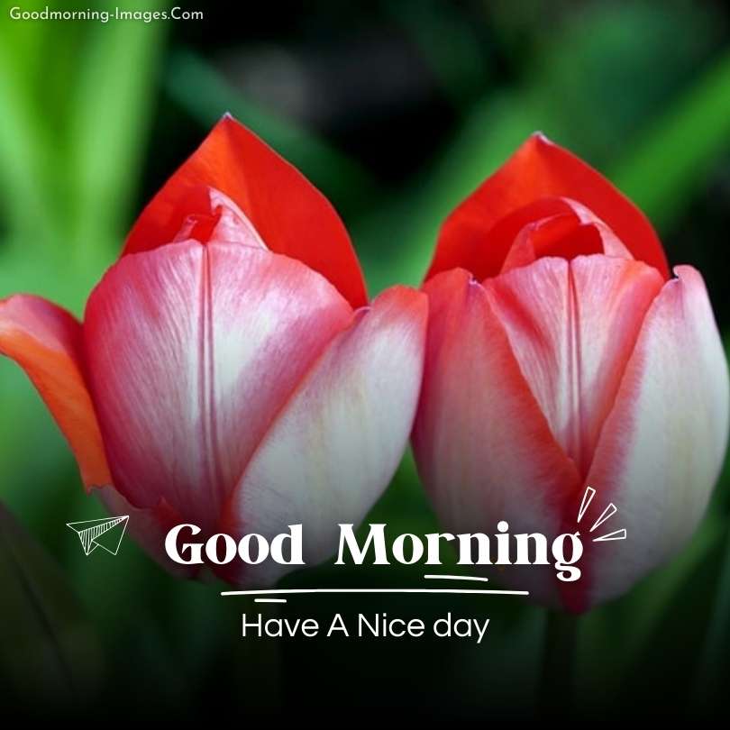 Garden of Morning Happiness Flower Images
