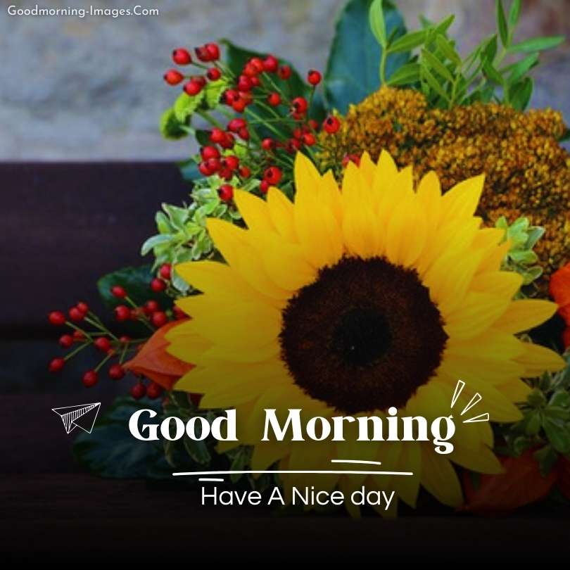 Nature's Morning Beauty Flower Images
