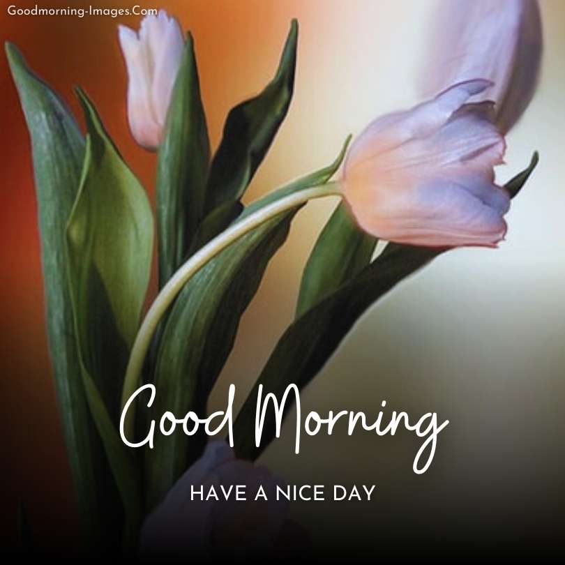 Good Morning tulip Images 