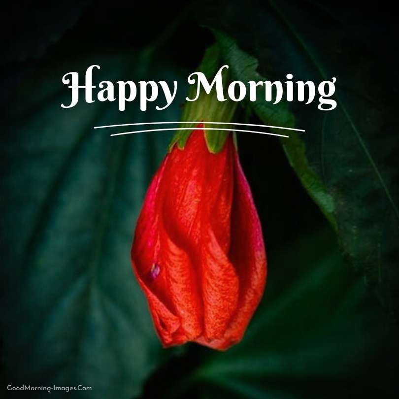 Happy Morning Images