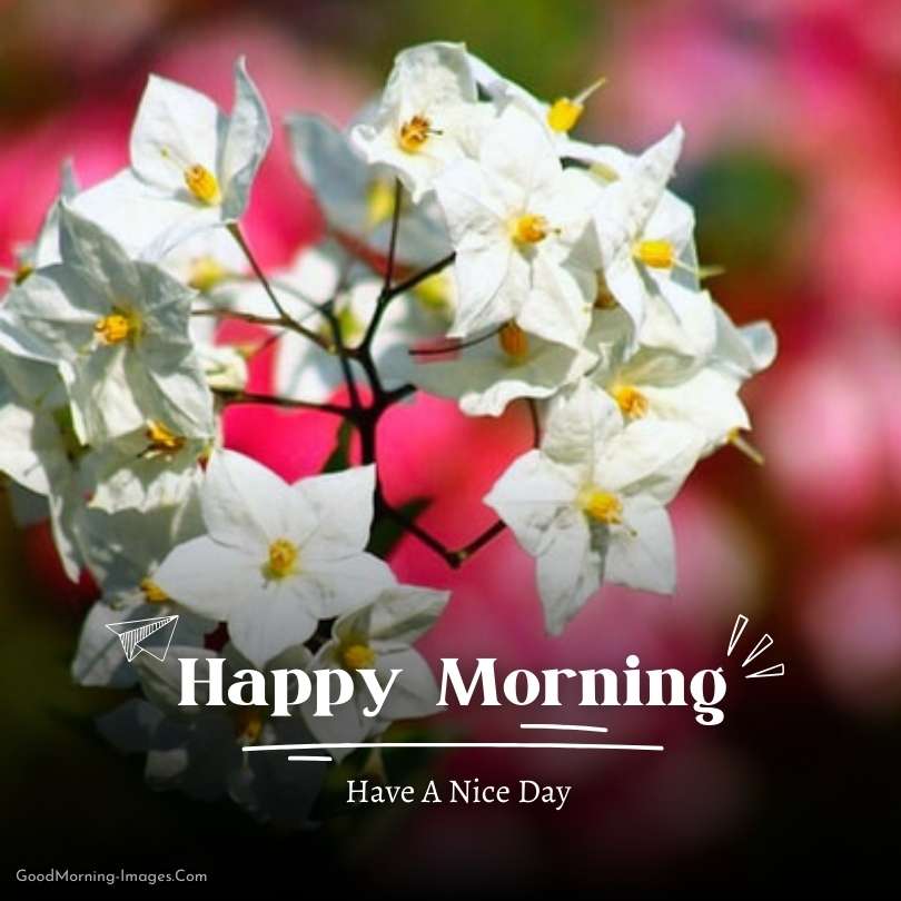 Happy Morning HD Images