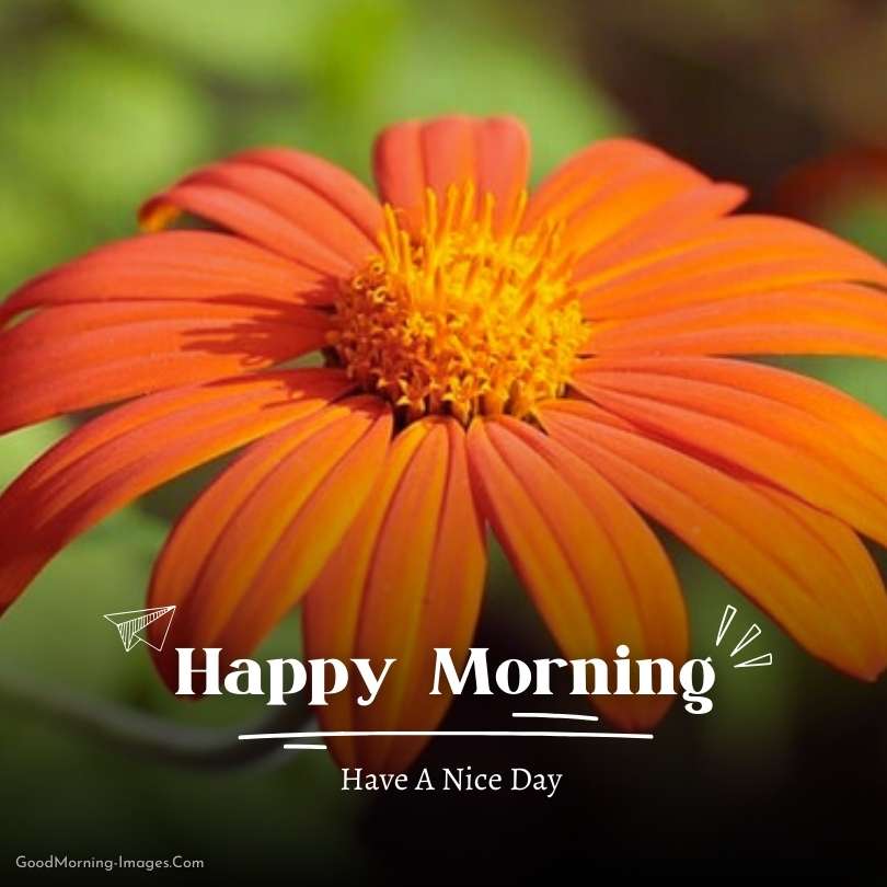 Happy Morning Images HD 