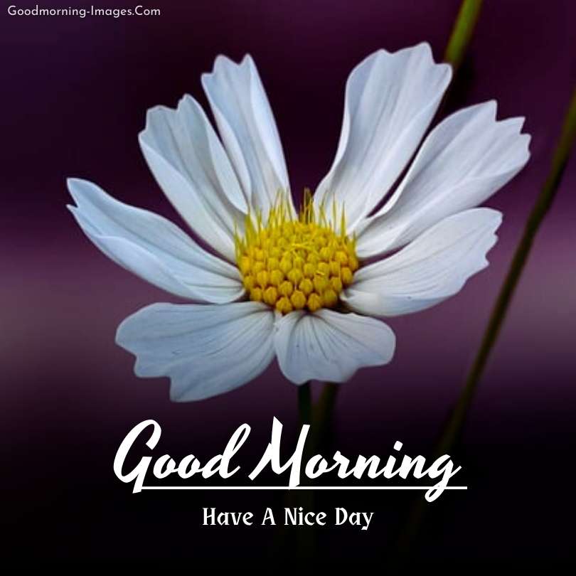 morning flowers wishes Images