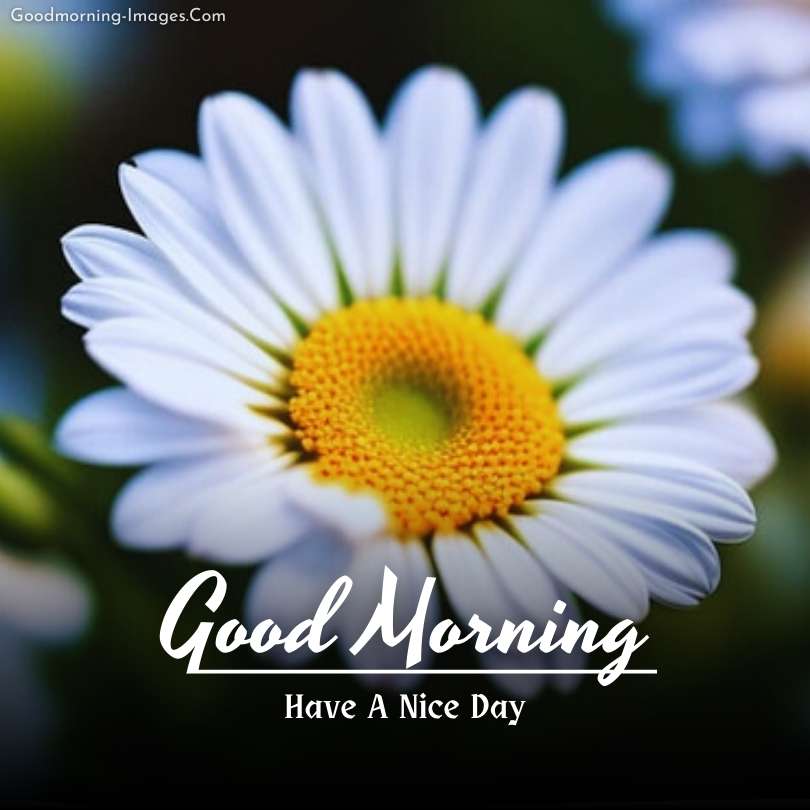 Beautiful Good Morning wishes Images