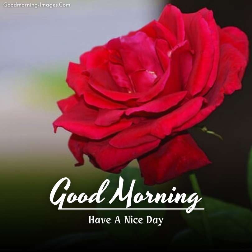 Beautiful Good Morning Rose Images